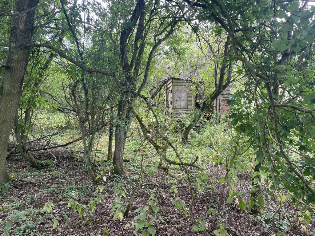 Lot: 152 - APPROX 0.5 ACRES OF FREEHOLD LAND - Derelict wooden shed on the overgrown land